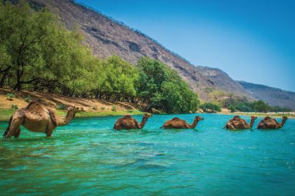 Wildlife tourism in Oman